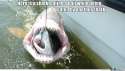 shark-bait-ception_o_2054763.jpg