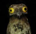 potoo.jpg