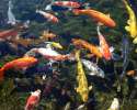 koi-pond-filter[1].jpg