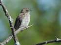 478 Brown-Backed Honeybird (2).jpg