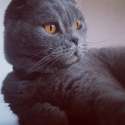 cat.jpg