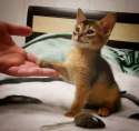kitten-paw.jpg