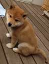 生後７０日柴犬雄.jpg