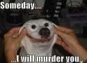 Tis dog hes cancer.jpg