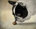 dognsnail.jpg