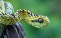 Snek.jpg