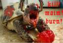 turtle.png