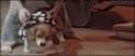 Dog Collapse.gif