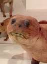 Crap Taxidermy 1.jpg