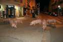 pig town.jpg
