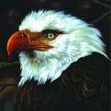 220px-Thehawkishowling.jpg