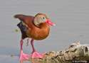 bbwhistlingduck-730x522.jpg