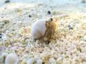 Hermit_Crab_-_Polinesia.jpg