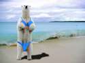 bikini-bear.jpg