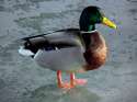 waterfowl_002.jpg