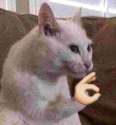 catp.jpg