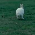 567457457.gif