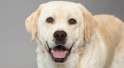 LabradorRetriever_hero.jpg