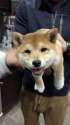 shiba puppy.jpg