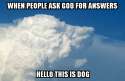 dog.jpg