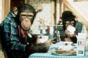 Chimpanzee.jpg