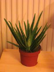 plant.jpg