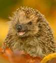 Hedgehog.png