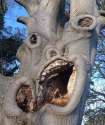 Scary_tree_Sussex_close_up.jpg