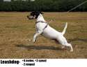 pullingdog.jpg