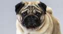 Pug_hero.jpg