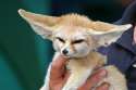 Fennec.jpg