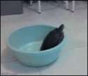 trapped frog accepts its fate.gif