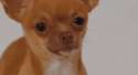 eab5c6e1e73da1396a159c37e82550c282e5cd3ab925ffb941a3ee97ea1e8384_1.gif