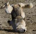 studying and exam-taking explained - sCFOyky doge standing on head animated.gif