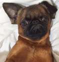 rufflife.png