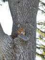YankeeSquirrel.jpg
