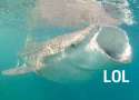 LolWhale.jpg