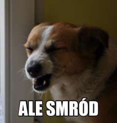 smród jak chuj.jpg