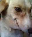 happy dog.jpg