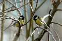 woodtits.jpg