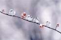 Japanese-Long-Tailed-Tit.jpg