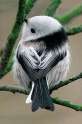 small round tit.jpg