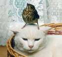 tit on pussy.jpg