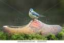 dutch tit.jpg