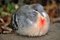 huge fat tit.jpg