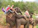 elephants.jpg