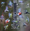 PAY-Variation-of-some-of-the-birds-that-visited-the-bird-feeder-at-Stover-Park-in-Devon-in-one-hour.jpg