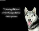 that_dog.jpg