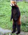 red-panda-standing.jpg