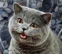 happycatnedm.jpg